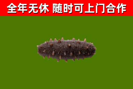 西林回收海参干